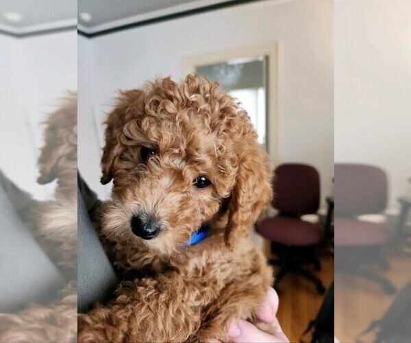 Medium Photo #12  Breeder Profile in GRAND RAPIDS, MI, USA