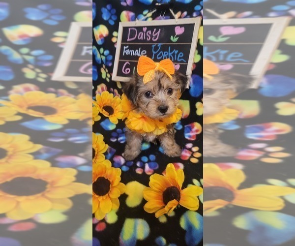Medium Photo #224  Breeder Profile in AKRON, OH, USA