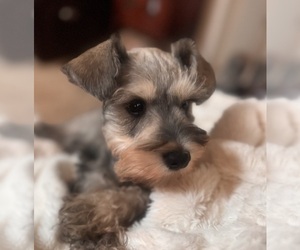 Schnauzer (Miniature) Dog Breeder near FAIRFIELD, CA, USA