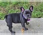 Small #9 Breeder Profile image