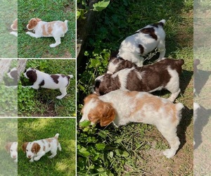 Brittany Dog Breeder near BRANDENBURG, KY, USA