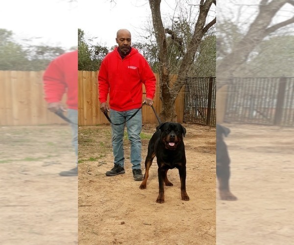 Medium Photo #1  Breeder Profile in SHREVEPORT, LA, USA