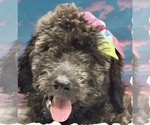 Small #8 Breeder Profile image