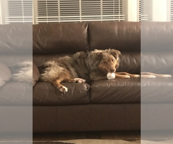 Medium Photo #1  Breeder Profile in WAUSEON, OH, USA