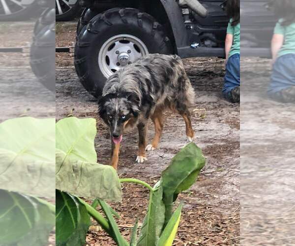 Medium Photo #97  Breeder Profile in HOMERVILLE, GA, USA
