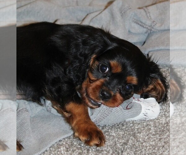 Medium Photo #6  Breeder Profile in REINHOLDS, PA, USA