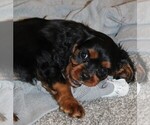 Small Photo #6  Breeder Profile in REINHOLDS, PA, USA
