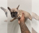 Small breeder photo