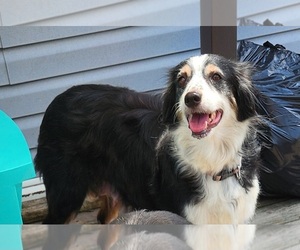 Australian Shepherd Dog Breeder near TYASKIN, MD, USA