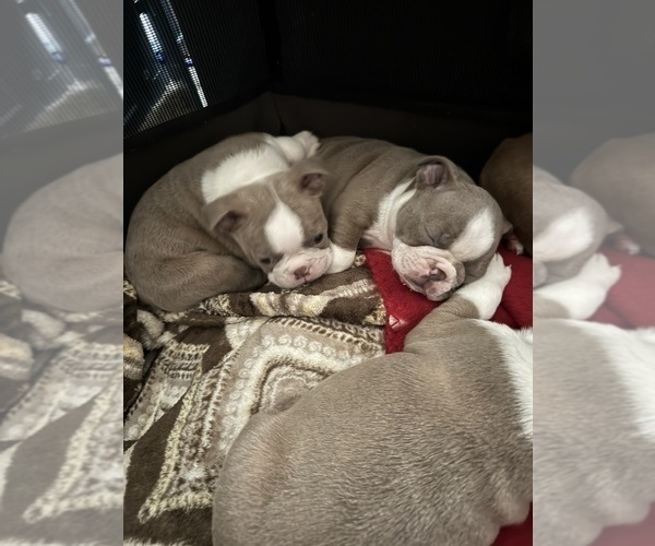 Medium Photo #9  Breeder Profile in SAINT CLAIR SHORES, MI, USA