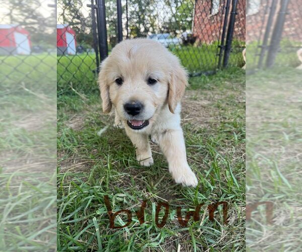 Medium Photo #5  Breeder Profile in AUSTIN, IN, USA