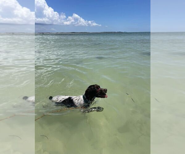 Medium Photo #133  Breeder Profile in HORTENSE, GA, USA