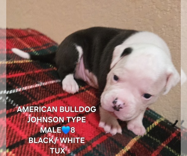 Medium Photo #28  Breeder Profile in SANTA ANA, CA, USA