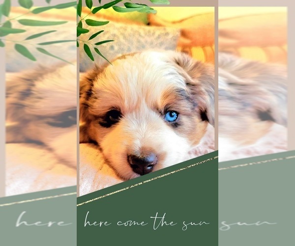 Medium Photo #3  Breeder Profile in MONTEREY, CA, USA