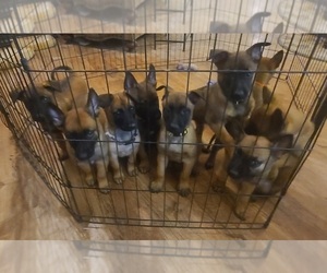 Belgian Malinois Dog Breeder near PAHRUMP, NV, USA
