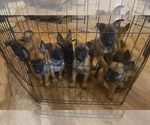 Small breeder photo