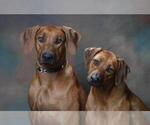 Small #11 Breeder Profile image