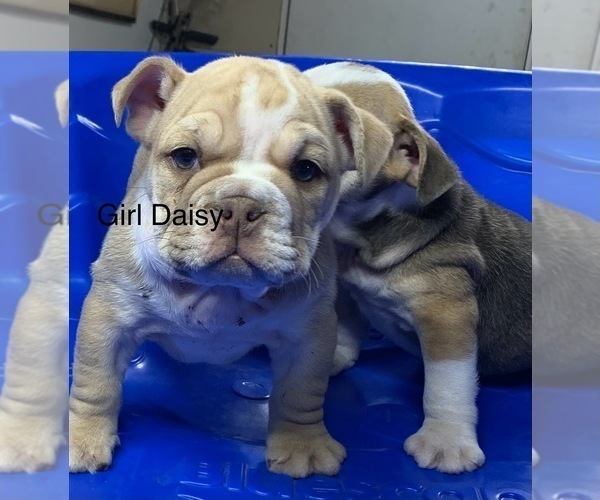 Medium Photo #14  Breeder Profile in VICTORVILLE, CA, USA