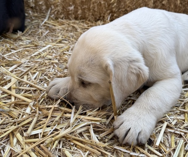 Medium Photo #34  Breeder Profile in PAUMA VALLEY, CA, USA