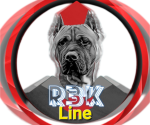 America Bandogge Mastiff-Mastiff Mix Dog Breeder near JOLIET, IL, USA