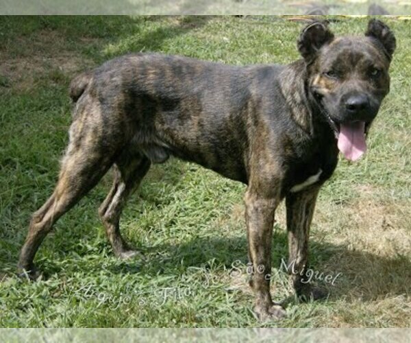 Medium Photo #1  Breeder Profile in HUDSON, MA, USA