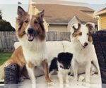 Small breeder photo