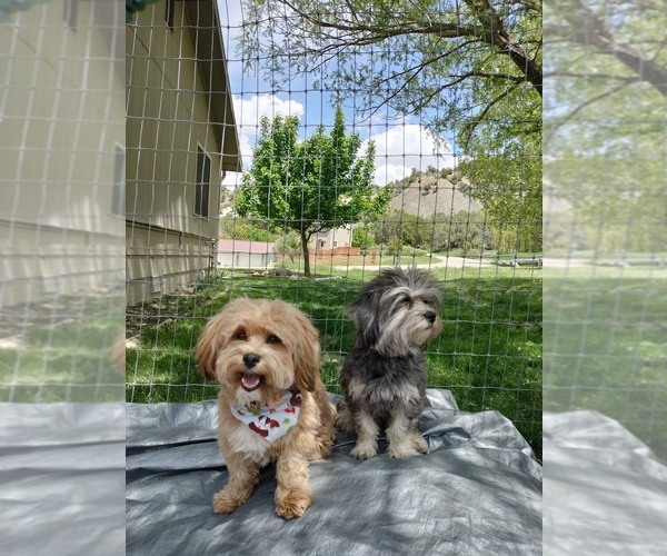 Medium Photo #1  Breeder Profile in NEW CASTLE, CO, USA