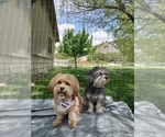 Small breeder photo