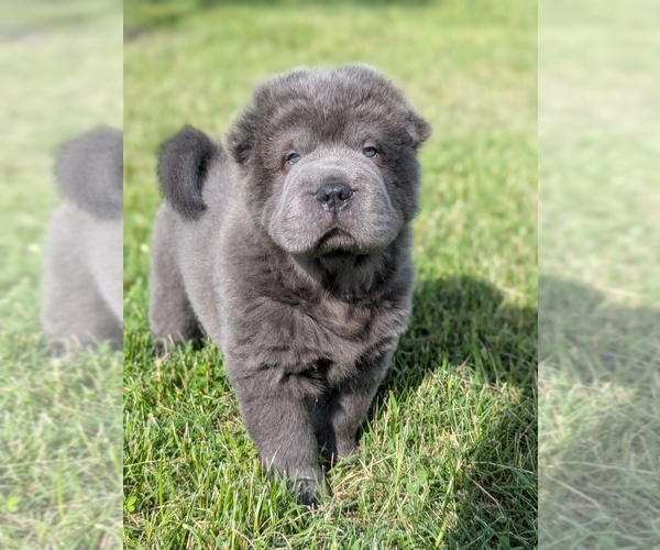 Medium Photo #1  Breeder Profile in SOUTHSIDE, TN, USA