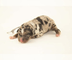 Small #13 Breeder Profile image