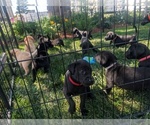 Small #9 Breeder Profile image