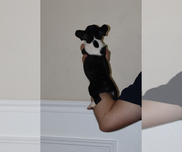 Medium Photo #12  Breeder Profile in STOCKTON, CA, USA
