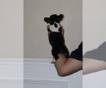 Small #11 Breeder Profile image
