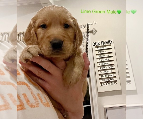 Medium Photo #40  Breeder Profile in SWEETWATER, TN, USA