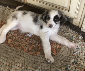 Main photo of Aussiedoodle Dog Breeder near FROST, TX, USA