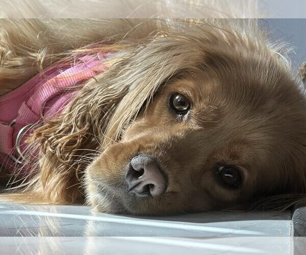 Medium Photo #25  Breeder Profile in Aylmer, Ontario, Canada