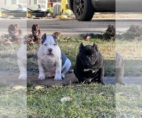 Medium Photo #14  Breeder Profile in URBANA, OH, USA