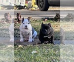 Small #13 Breeder Profile image