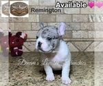 Small #1 Breeder Profile image