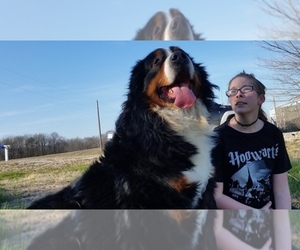 Main photo of Bernese Mountain Dog Dog Breeder near FRANCISCO, IN, USA