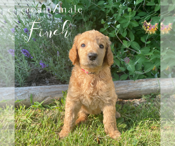 Medium Photo #5  Breeder Profile in KOKOMO, IN, USA