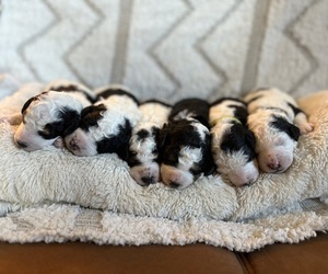 Miniature Bernedoodle Dog Breeder near MENA, AR, USA
