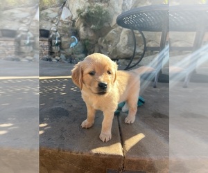 Golden Retriever Dog Breeder near SANTEE, CA, USA