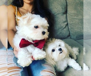 Maltese Dog Breeder near ORLANDO, FL, USA
