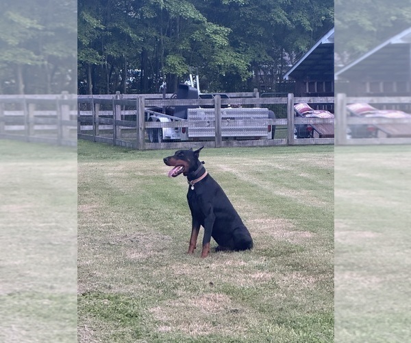 Medium Photo #11  Breeder Profile in LAFAYETTE, TN, USA