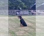 Small Photo #11  Breeder Profile in LAFAYETTE, TN, USA