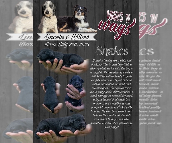 Medium Photo #12  Breeder Profile in PRAIRIE VIEW, KS, USA