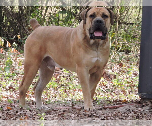 Medium Photo #1  Breeder Profile in CLEVELAND, TX, USA