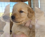 Small #7 Breeder Profile image