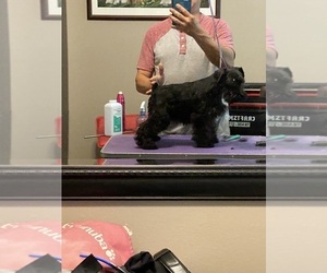 Schnauzer (Miniature) Dog Breeder near CLERMONT, FL, USA